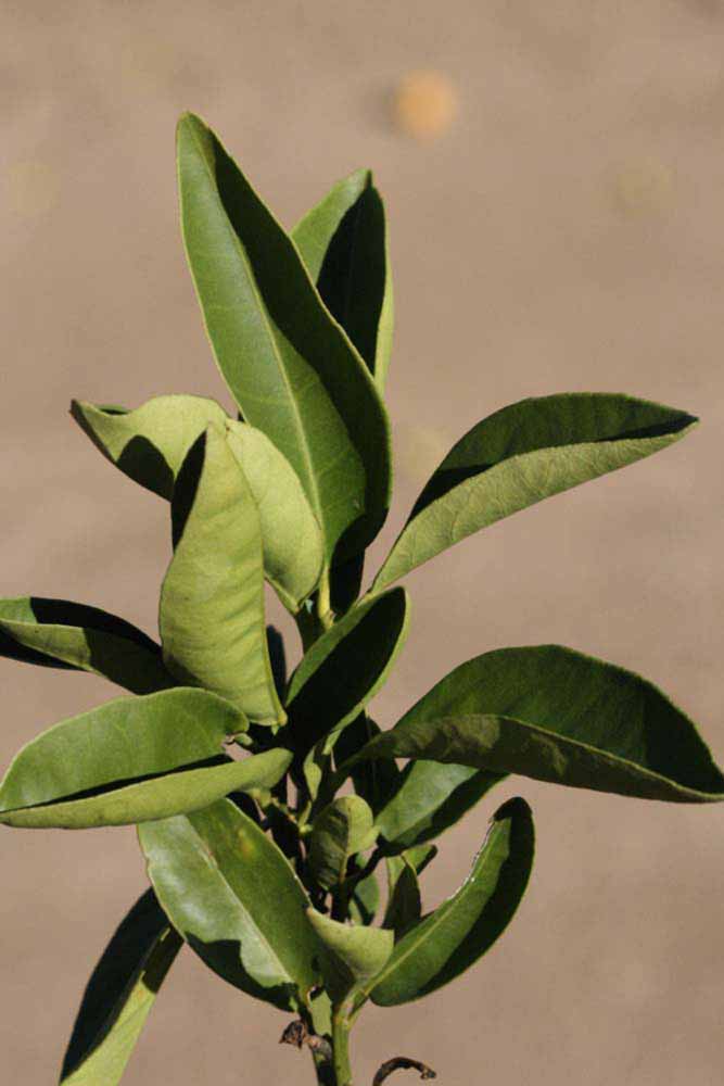            Sun leaves (Riverside, CA)   